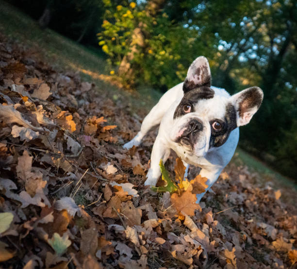 istock french bulldog playing with leaves 1459161602