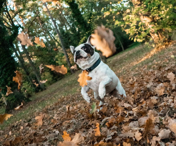 istock french bulldog playing with leaves 1459161604