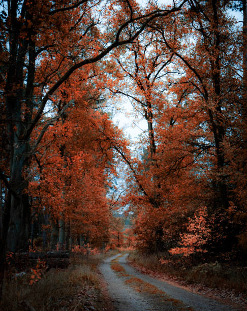 istock country road through red trees in forest 1459161818