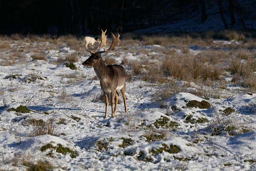 Herd of Red deer (Cervus elaphus) in snow,