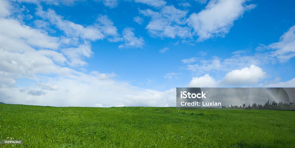 Green & blue Prado verde con el cielo azul de fondo / Green meadow with the blue sky to the bottom Agricultural Field Stock Photo