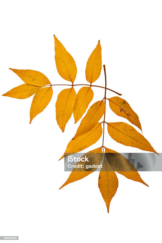 Amarillo hojas - Foto de stock de Amarillo - Color libre de derechos