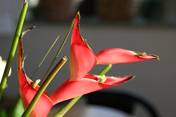 Red Flower Exotic BlAte with decoration in the sunlight schenken stock pictures, royalty-free photos & images