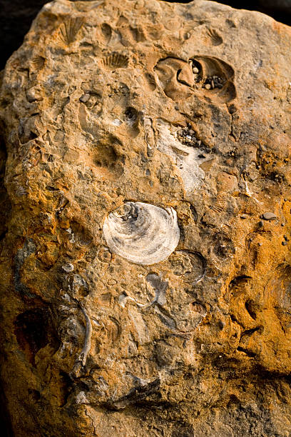 istock Rocks with embeded fossils in Whitby 145916440