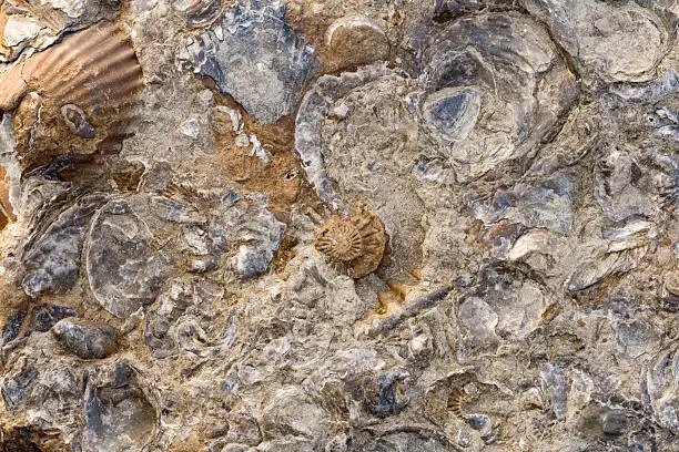 Photo of Rocks with embeded fossils in Whitby