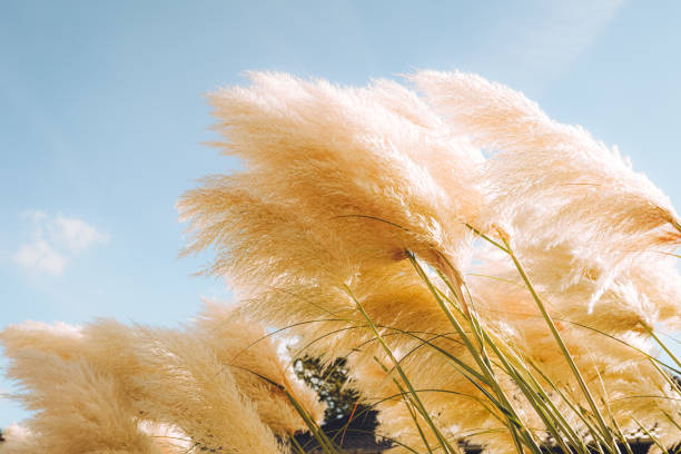 Trendy botanical background with fluffy pampas grass. Boho style plant decor