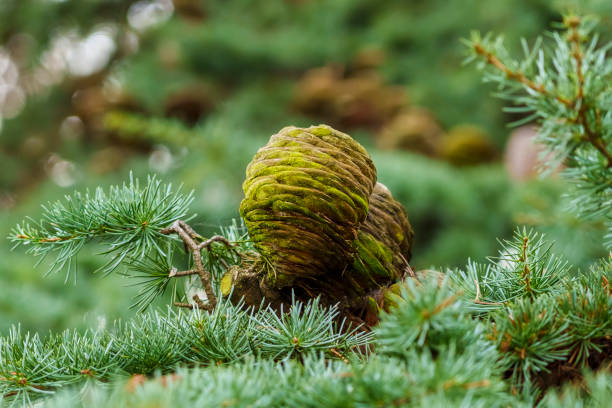 A cone of Himalayan cedar (Cedrus deodara) A cone of Himalayan cedar (Cedrus deodara) closeup cedrus deodara stock pictures, royalty-free photos & images