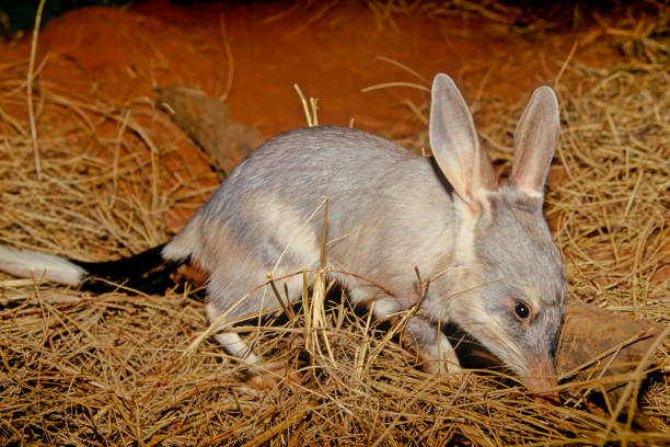 macrotis - bilby - fotografias e filmes do acervo