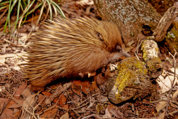 istock Short-beaked echidna 1459166634