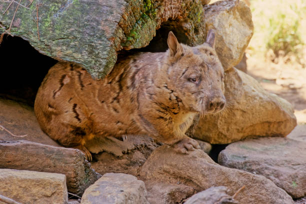 istock Southern hairy-nosed wombat 1459166989
