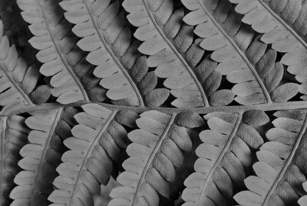 istock IMAGE BLACK & WHITE BOSTON FERN LEAF 1459167132