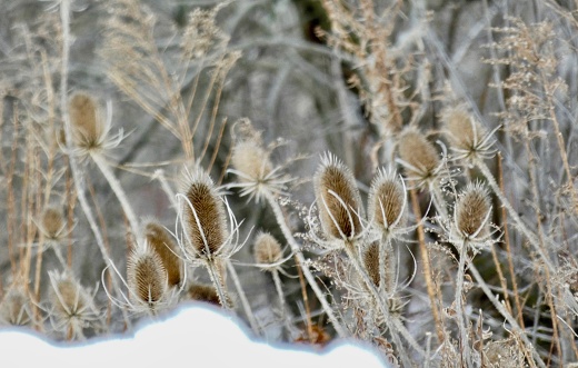 IMAGE COMMON TEASEL IN SNOW - 
WITH BLUR NATURAL BACKGROUND

LOCATION
STRATFORD ON CA