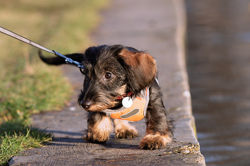 cute wire haired dachshund puppy walking in the park