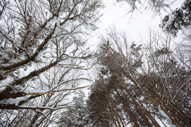 A look into the leafless treetops in winter.