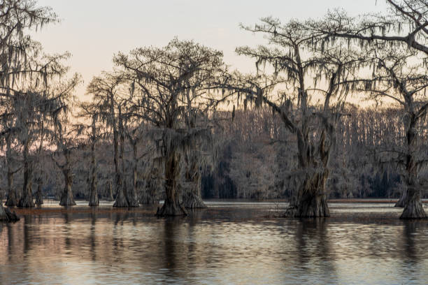 istock Beautiful cypress trees on Caddo Lake, Texas 1459169255