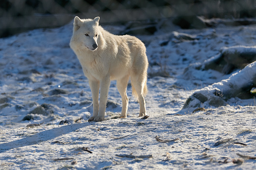 wild white wolf in winter forest