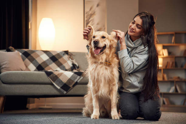 Holding animal's ears. Woman is with golden retriever dog at home stock photo