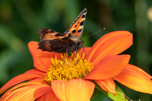 Close up of Small tortoiseshell butterfly (aglais urticae) on a  Mexican sunflower(tithonia rotundifolia) in the garden