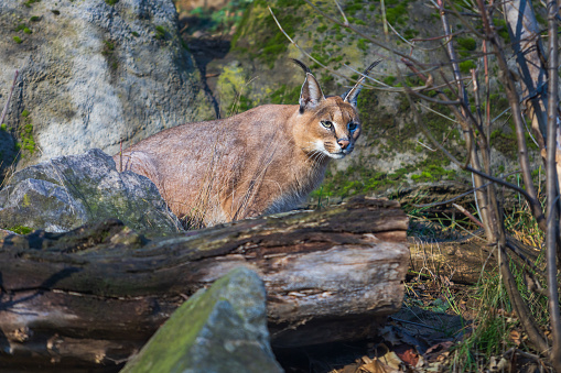 Portrait of Caracal caracal - Caracal with tree background.