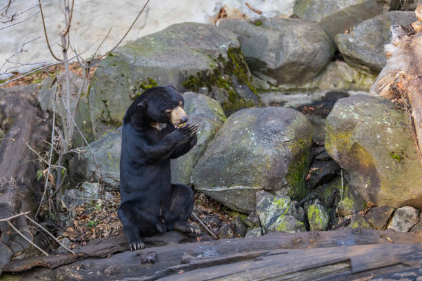 Close-up of a Helarctos Malayanus bear in a dark cave setting.