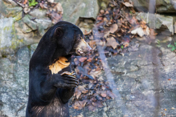 istock Malayan bear - Helarctos malayanus - the smallest bear species. He is black, eating fruit on a rock. 1459171418