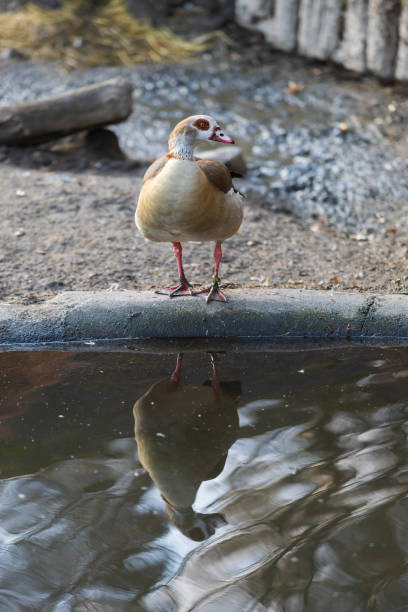 istock A large gray goose stands by the water and its image is reflected in the water. 1459171609