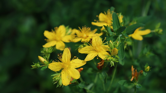 Natural remedy yellow blossoms up close outdoors in wide format shot. Healthy lifestyle themed image.