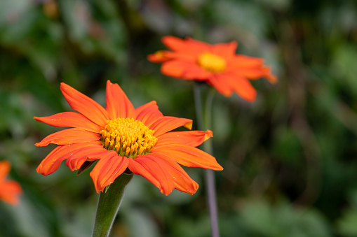 Close up of Mexican sunflowers (tithonia rotundifolia) in bloom