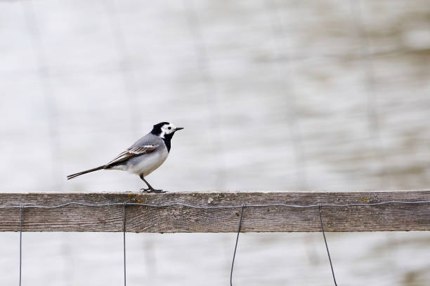 istock White wagtail bird sitting on a wood 1459173226