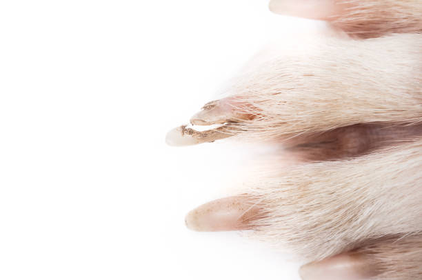 Broken dog nail, close up. Top view of dirty large dog paw with split nail or claw. Dog claw broken to the quick in need of veterinarian care or first aid. Selective focus. White background. bed of nails stock pictures, royalty-free photos & images