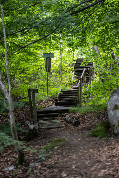istock Old wooden stairs through the woods.. 1459175037