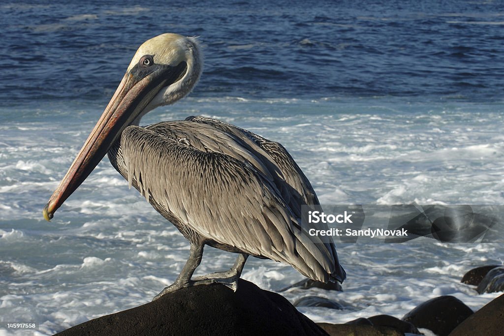 Pelican auf Rock - Lizenzfrei Blau Stock-Foto