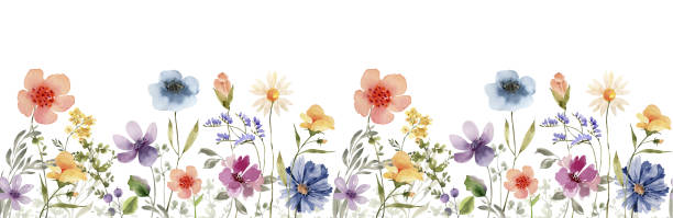 nahtlose bordüre mit zarten bunten wiesenblumen, aquarellillustration. - blume stock-grafiken, -clipart, -cartoons und -symbole