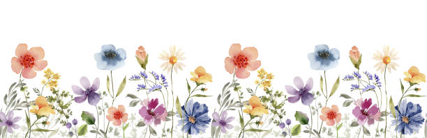 bezszwowa granica z delikatnymi wielobarwnymi kwiatami łąkowymi, akwarela ilustracji. - pattern illustration and painting backgrounds seamless stock illustrations