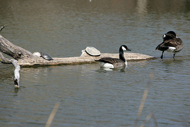 istock Geese and turtles in pond 145917586
