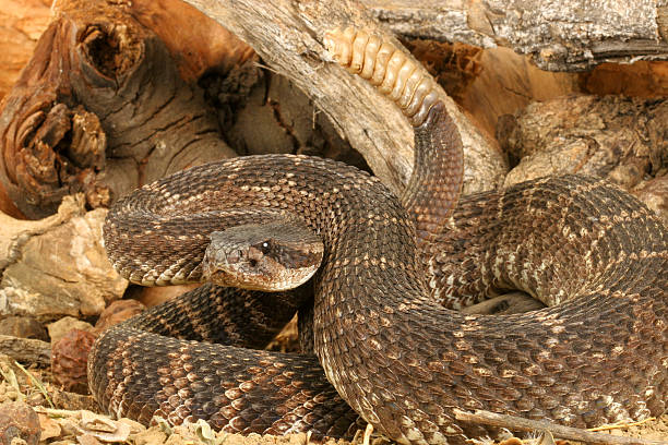 istock Southern Pacific Rattlesnake 145917717