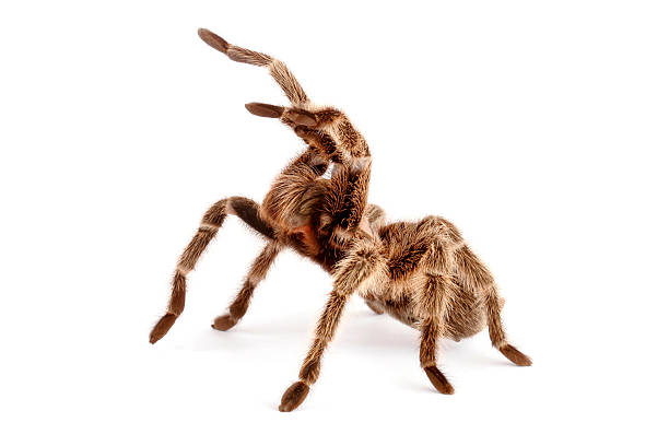 istock Chilean Rose Hair Tarantula 145917745