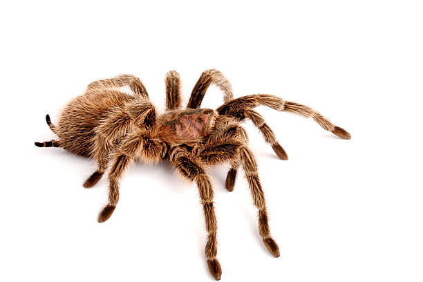 istock Chilean Rose Hair Tarantula 145917746