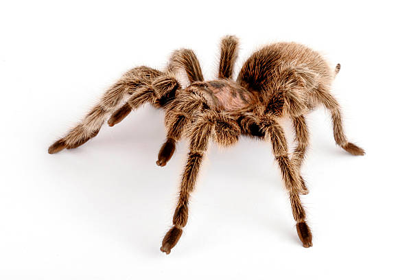 istock Chilean Rose Hair Tarantula 145917749