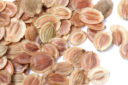 macro view of parsnip seeds on a white background