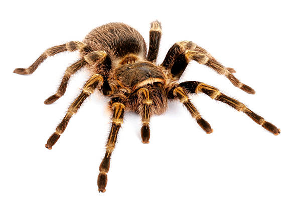 istock Chaco Golden Knee Tarantula 145917756