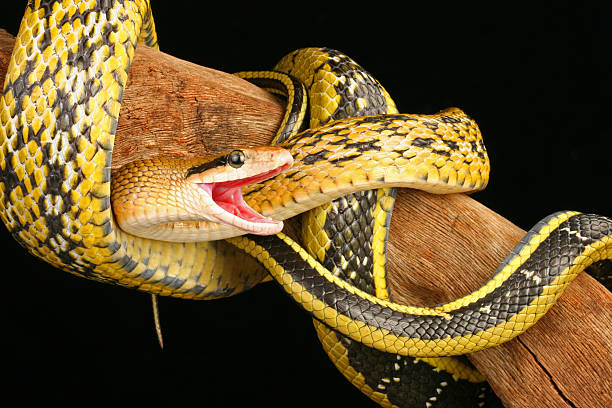 istock Taiwan Beauty Snake 145917759