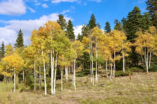 Aspen grove of trees in northern New Mexico