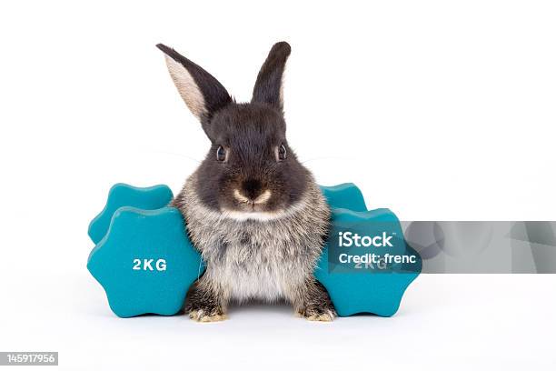 Black Bunny And A Weight Stock Photo - Download Image Now - Baby Rabbit, Gym, Rabbit - Animal
