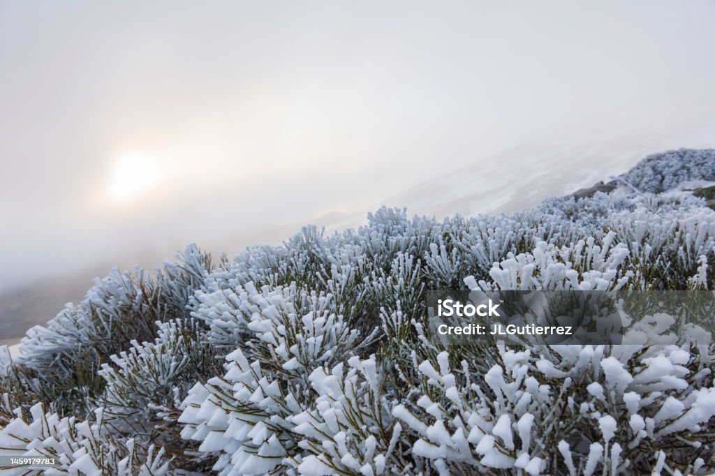 Frozen landscape in winter in the Sierra de Gredos, Spain Adventure Stock Photo