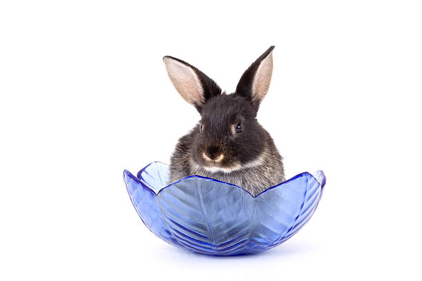 black bunny in a glass bowl