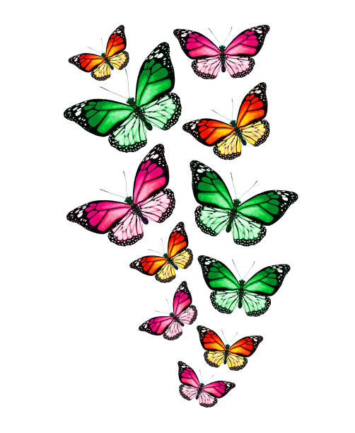 istock Flock of color monarch butterflies, isolated on the white 1459180087