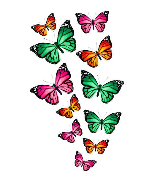 istock Flock of color monarch butterflies, isolated on the white 1459180097