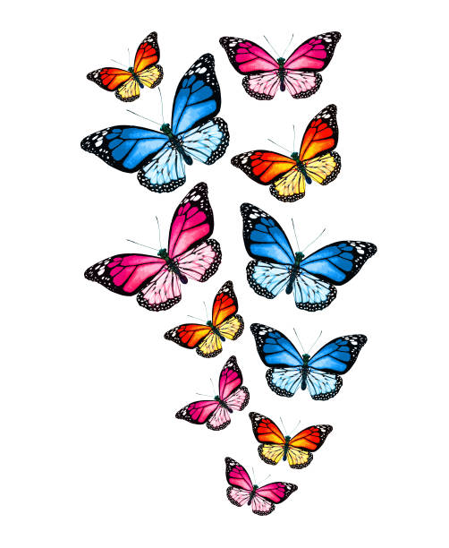 istock Flock of color monarch butterflies, isolated on the white 1459180108