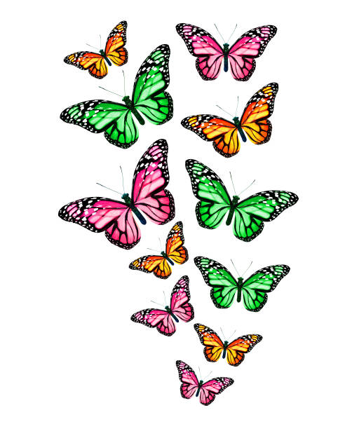istock Flock of color monarch butterflies, isolated on the white 1459180168